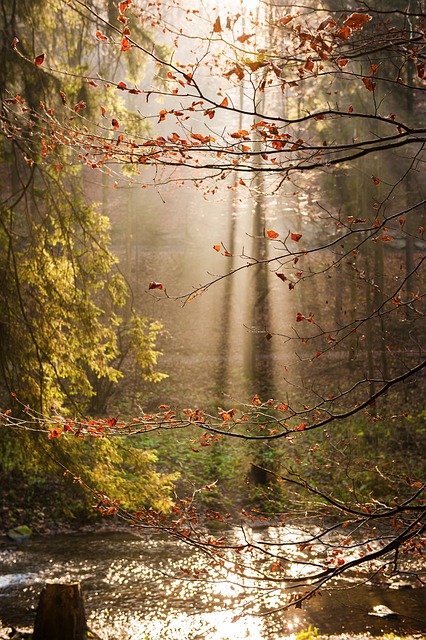 太阳 阴影 树叶 - 上的免费照片