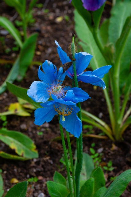 百合花 蒙塔涅 Botanique的 - 上的免费照片