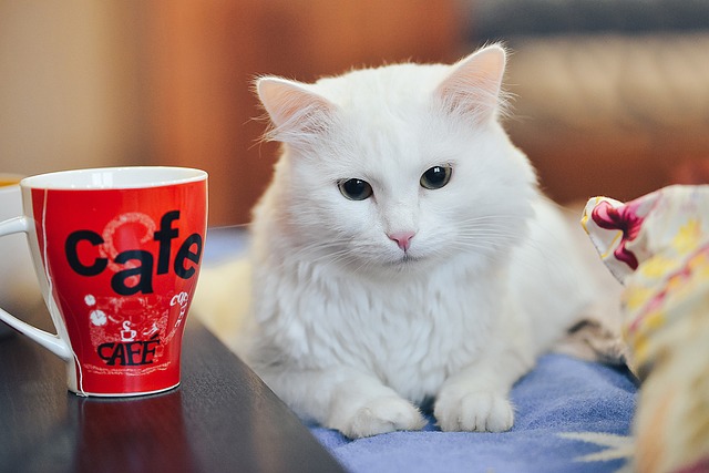 猫咪喝茶 茶叶派对猫 白猫 - 上的免费照片