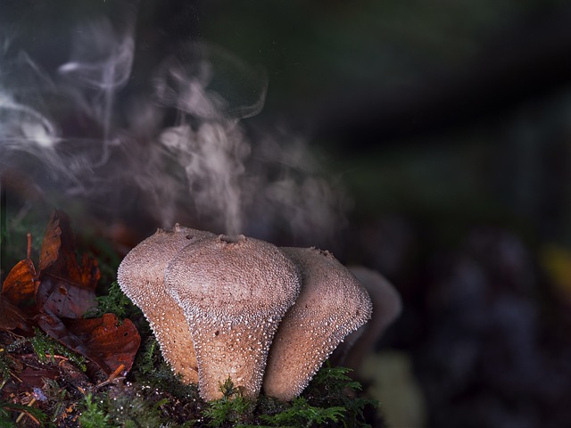 蘑菇 Umbrinum 孢子 - 上的免费照片