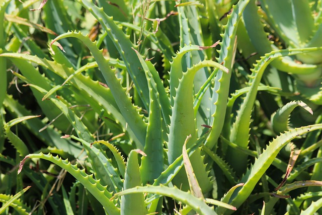 Aloevera 植物 自然 - 上的免费照片