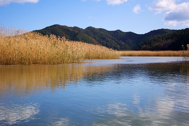 河 Reed 自然 - 上的免费照片