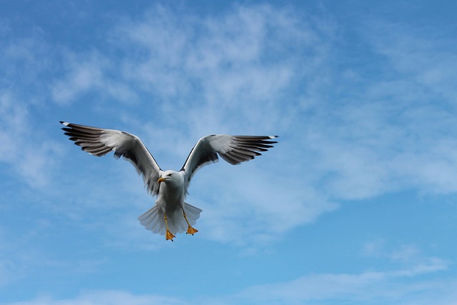 海鸥 鸥 航班 - 上的免费照片