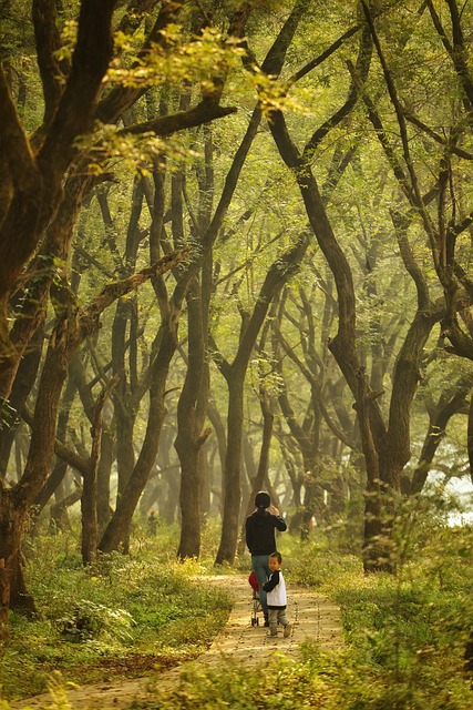 森林 树 长焦 - 上的免费照片