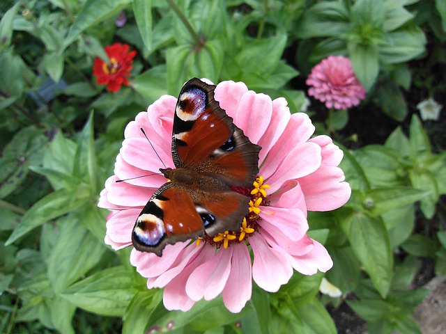 Schmetterling Pfauenauge Ostern - 上的免费照片