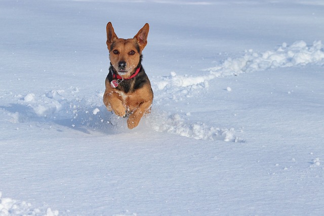 狗 雪 跑步 - 上的免费照片