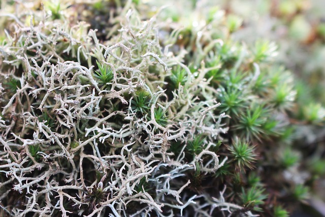 苔藓植物 苔藓 自然 - 上的免费照片