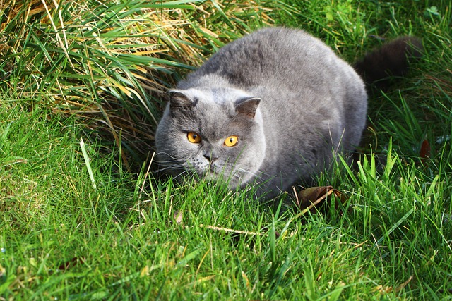 猫 打猎 花园 - 上的免费照片