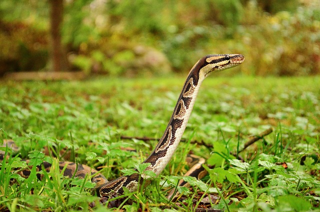 蛇 球 Python 缩 - 上的免费照片