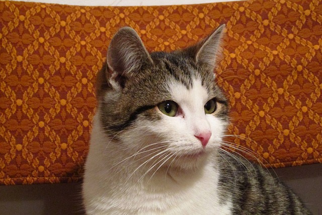 猫 雄猫 达乔维茨 - 上的免费照片