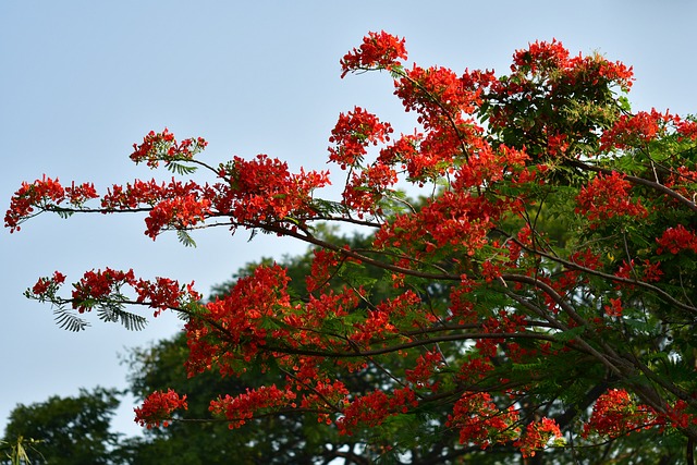 个性张扬 Caesalpinioideae 红花 - 上的免费照片