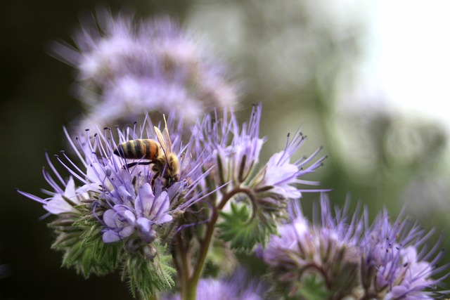 Phacelia Scorpionweed 蜜蜂 - 上的免费照片