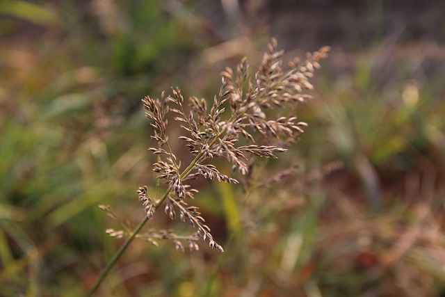 Plant Eragrostis Japonica - 上的免费照片