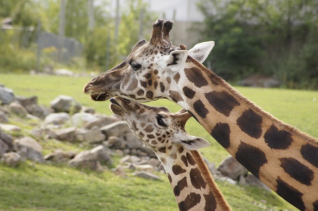 动物 长颈鹿 哺乳动物 - 上的免费照片