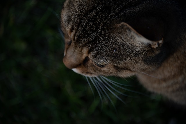 猫 宠物 动物 - 上的免费照片