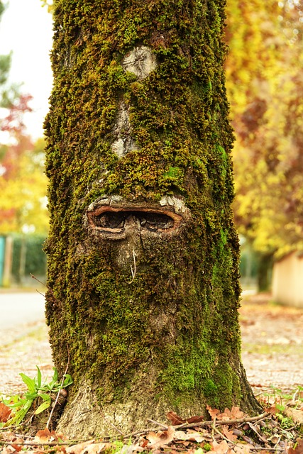 橡木 树 生态学 - 上的免费照片
