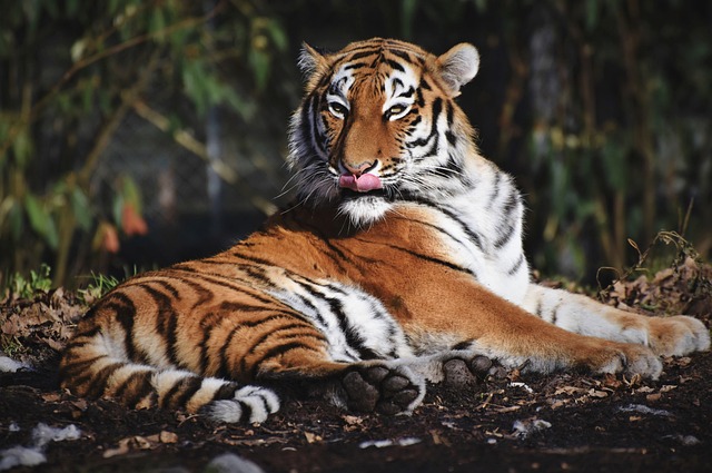 老虎 西伯利亚虎 大猫 - 上的免费照片