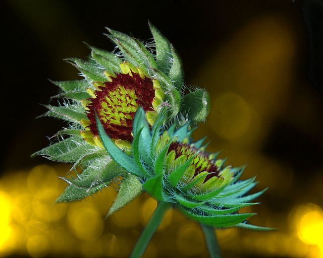 科卡花 大型花卉徽的花 花 - 上的免费照片