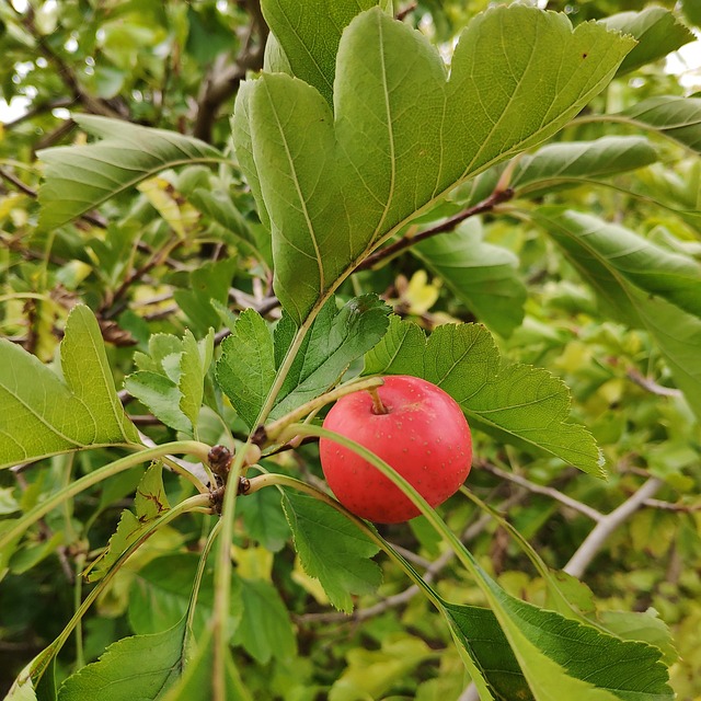 山楂 果实 山楂树 - 上的免费照片