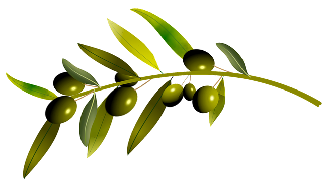 橄榄 橄榄树 树叶 - 免费矢量图形