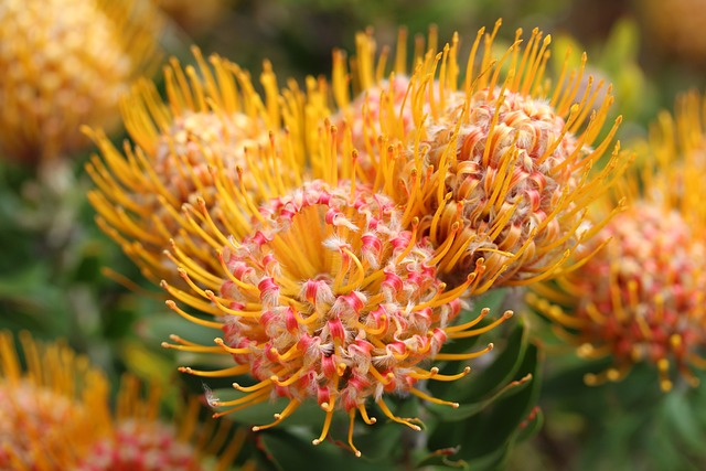 枕形蛋白 Leucospermum 花朵 - 上的免费照片