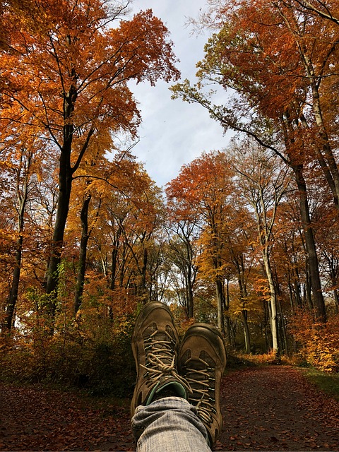 落下 森林 安静的 - 上的免费照片