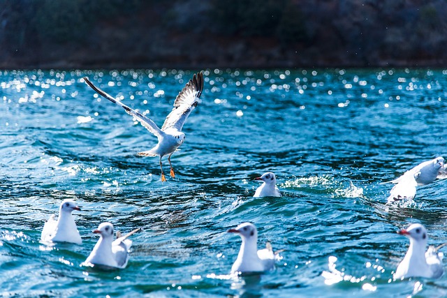 泸沽湖 中国 鸟 - 上的免费照片