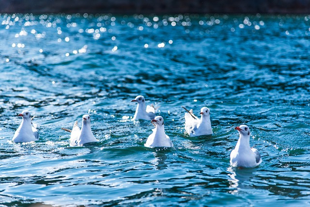 泸沽湖 中国 鸟 - 上的免费照片