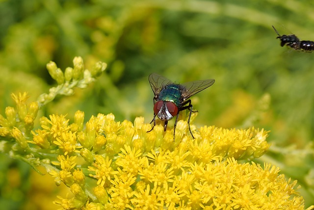 Goldfliege Bluebottle 飞 - 上的免费照片