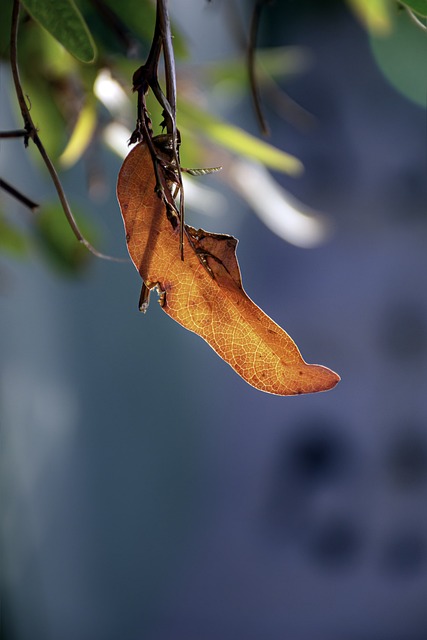 只是秋天 树叶 光 - 上的免费照片