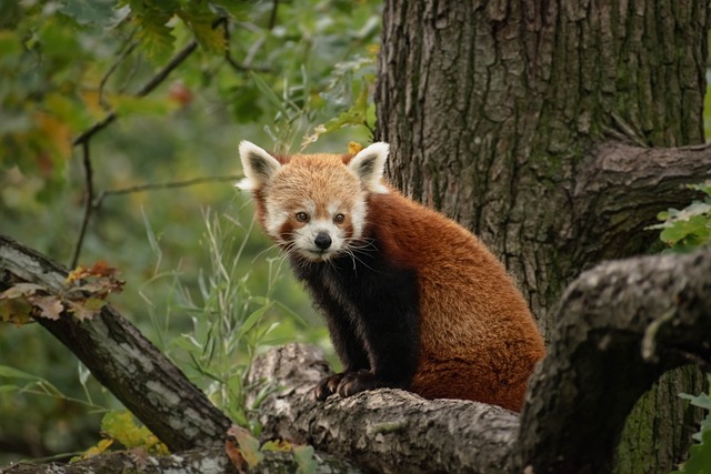 动物 熊猫 红 - 上的免费照片