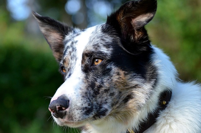 狗 澳 Bordercollie - 上的免费照片