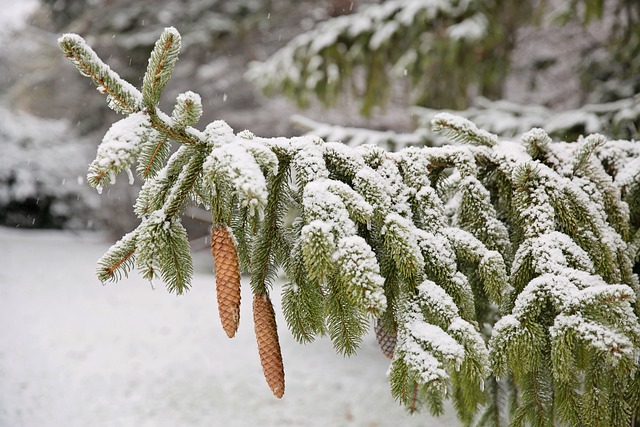 松树 松枝 雪 - 上的免费照片