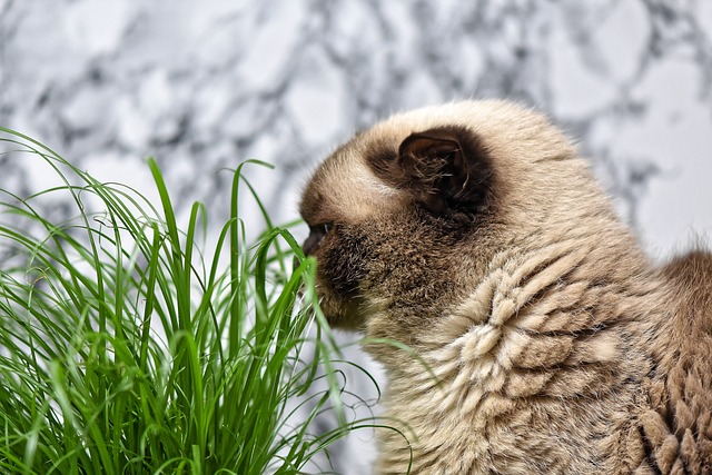 英国短毛猫 猫草 吃下去 - 上的免费照片