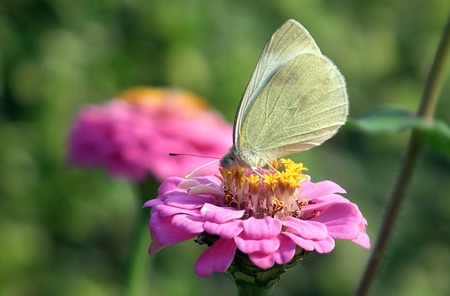 蝴蝶 昆虫 Bielinek - 上的免费照片