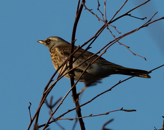 Fieldfare 画眉 鸟 - 上的免费照片