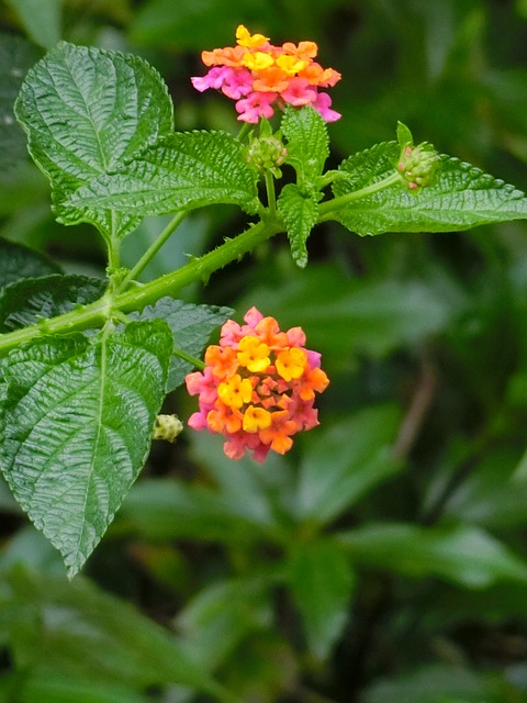 馬纓丹 黃花 - 上的免费照片