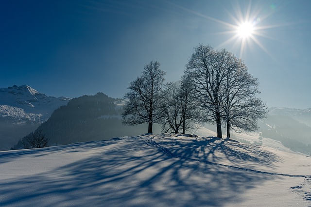 冬天 雪 树木 - 上的免费照片