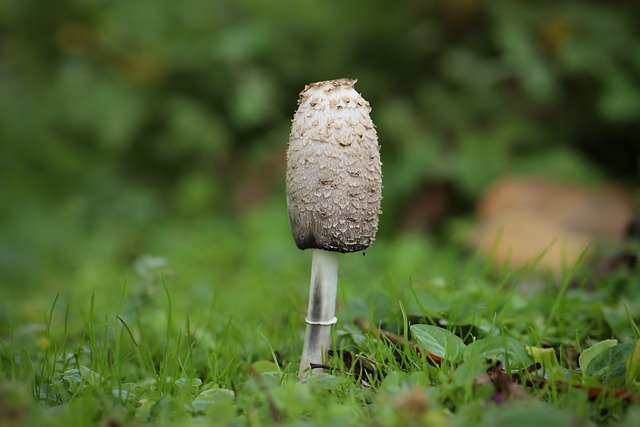 叮叮当当 蘑菇 草甸蘑菇 - 上的免费照片