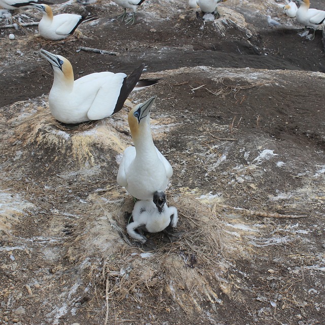 母亲塘鹅 塘鹅宝宝 防御的小鸟 - 上的免费照片