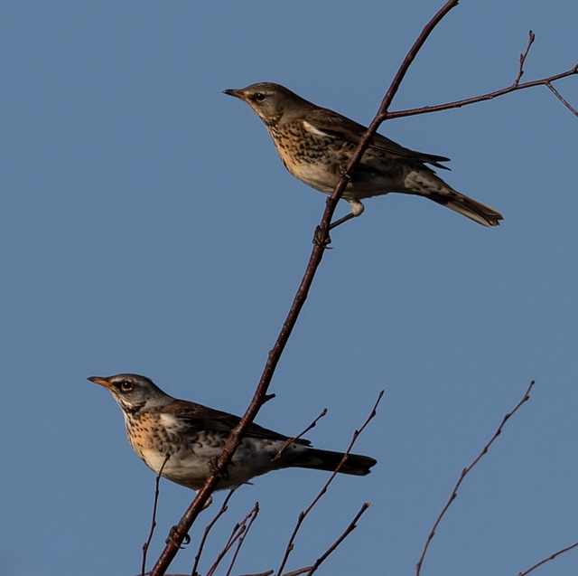 红翼 Fieldfare 迁徙的鸟 - 上的免费照片