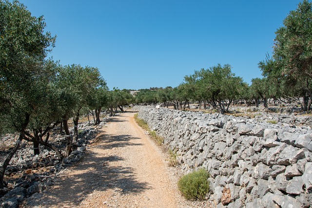 克罗地亚 Cres 橄榄树 - 上的免费照片