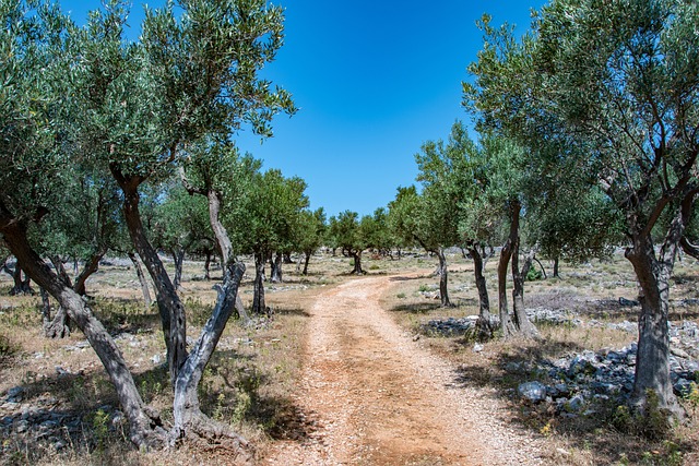 克罗地亚 Cres 橄榄树 - 上的免费照片