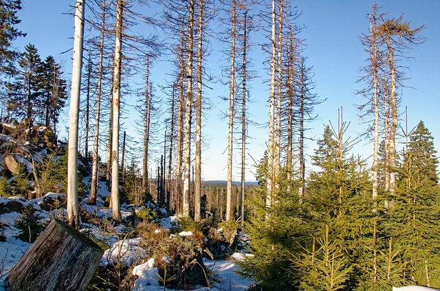 德国 森林枯死 冬天 - 上的免费照片