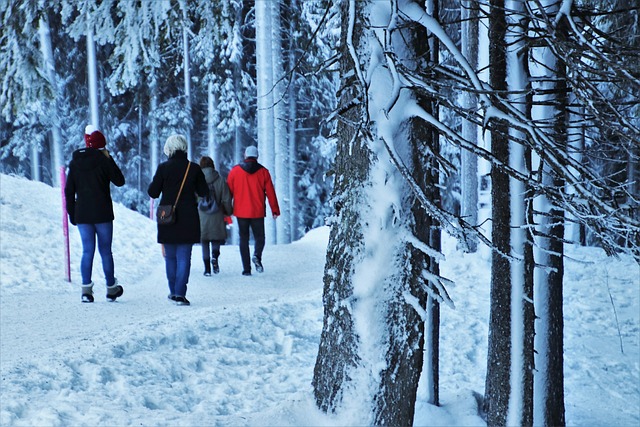 冬季 冰冷的 森林 - 上的免费照片
