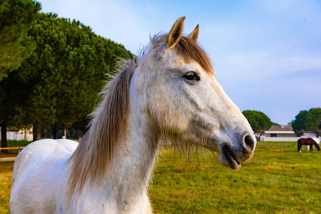 马Camargue 马头 卡马尔格 - 上的免费照片