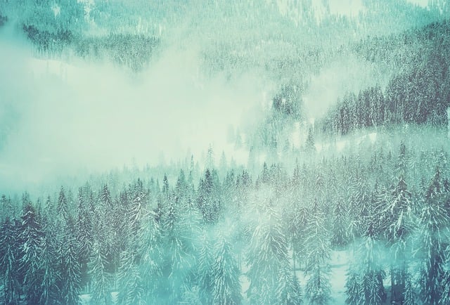 森林 冬季森林 雪景 - 上的免费图片