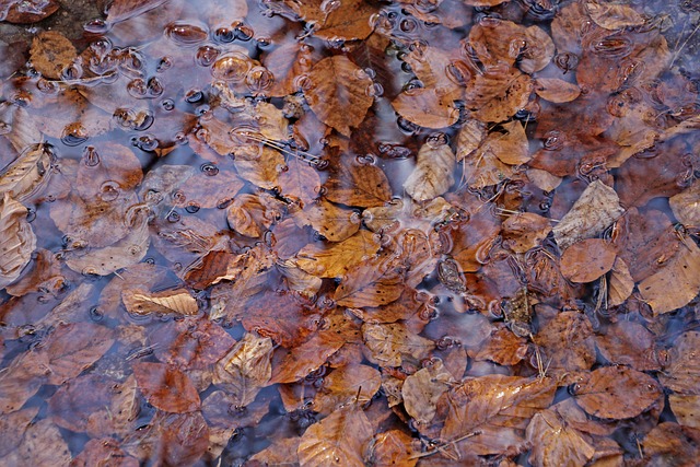 水坑 一滩水 落下 - 上的免费照片