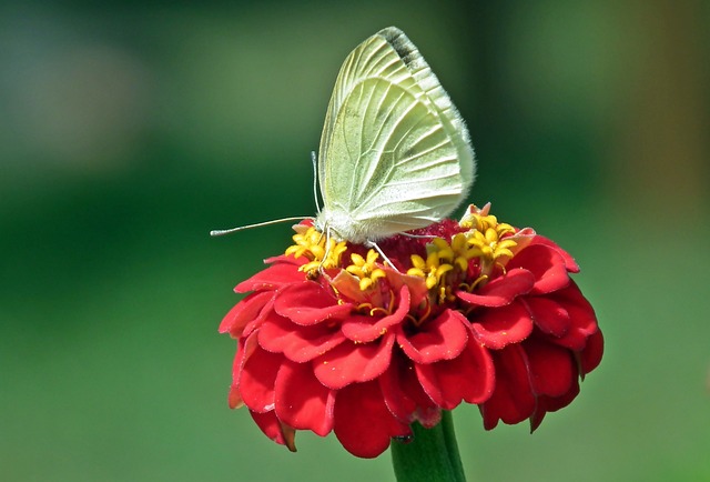 蝴蝶 昆虫 Bielinek - 上的免费照片