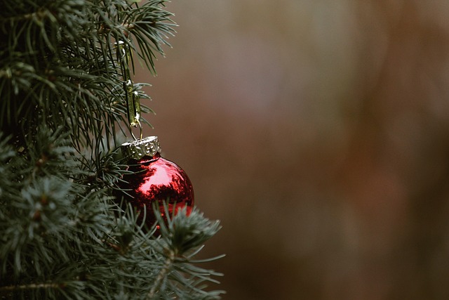 圣诞节 树 枞树 - 上的免费照片